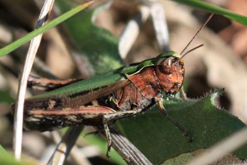 Réf. 216 273 : Omocestus rufipes